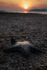 Vertical shot of a starfish on a seashore at sunset