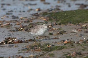 Closeup of a red knot bird looking for food at the beach with a blurry background