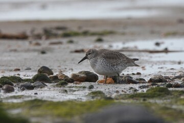 Closeup of a red knot bird looking for food at the beach with a blurry background