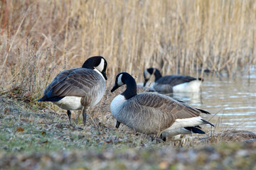  Kanadagans,  Branta canadensis