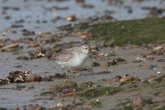 Closeup of a red knot bird looking for food at the beach with a blurry background