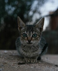 Fototapeta premium Vertical portrait of a tabby cat sitting on a stone