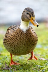 Vertical closeup of a duck walking on green grass