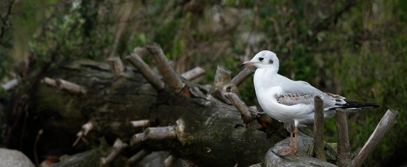 Panoramic shot of a seagull perched on a fallen over tree in a forest