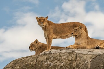 Lionesses resting on top of a rock  against cloudy sky