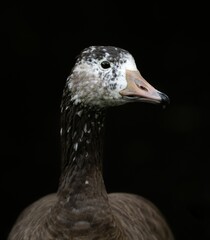 Vertical shot of a goose isolated on a dark background