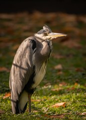 Vertical shot of a gray heron on a field