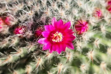 Macro shot of a pink flower and thorns of a Jade Weng Cactus against blurred background