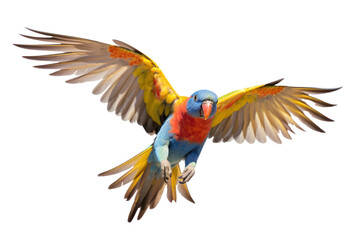 Fototapeta premium A single multi-colored parrot is flying. Isolated on transparent background.