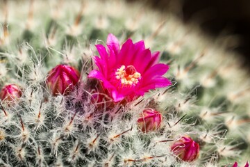 Macro shot of a pink flower and thorns of a Jade Weng Cactus against blurred background