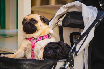 Closeup shot of two fawn-colored and black pugs on a walk in a baby stroller - obrazy, fototapety, plakaty