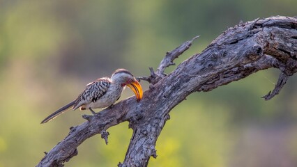View of a beautiful hornbill on a dead tree with blurred background