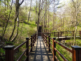 wooden bridge in the woods