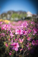 Obraz premium Vertical shot of rhododendron flowers growing in a garden