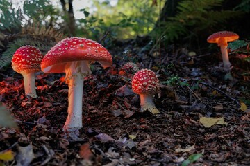 Multiple red mushrooms on the forest floor