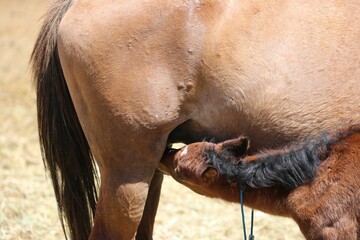 Small brown foal drinking milk from its mother, closeup shot