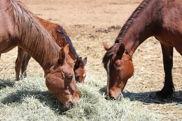 Three brown horses are grazing on dry grass