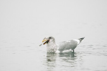 Closeup view of a sea gull eating a fish while swimming in Puget Soun