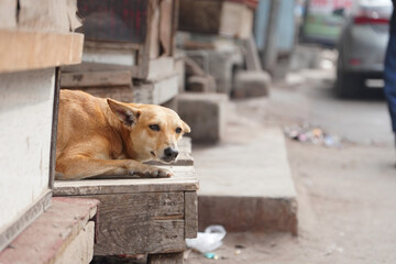 Dog in the street sitting on the rode side wooden table