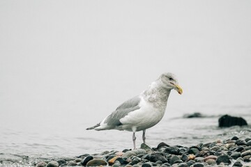 Portrait of a gull looking towards the ground