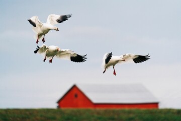 Closeup view of three snow geese landing - Powered by Adobe