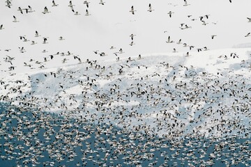 A flock of snow geese in the Skagit Valle