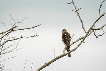 Closeup view of a Cooper's Hawk perched on a tree branch