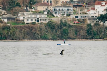 Naklejka premium Scenic view of killer whales swimming in the waters of Puget Sound with buildings in background
