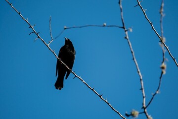 Close-up shot of a red-shouldered blackbird with blue sky in background