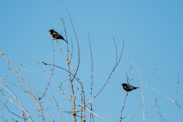 Daytime view of two common starlings sitting on tree branches with blue sky in background