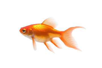 Fototapeta premium A single colorful goldfish swimming.Isolated on transparent background.