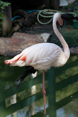 Pink flamingo grazing in the water