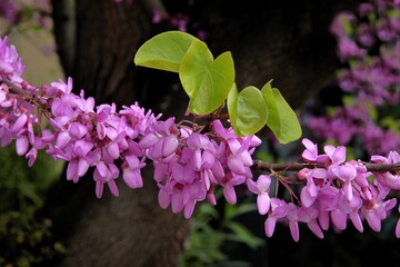 Cersis siliquastrum-judastree blossoming in park at spring - 784366757