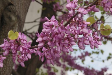 Cersis siliquastrum-judastree blossoming in park at spring - 784366758