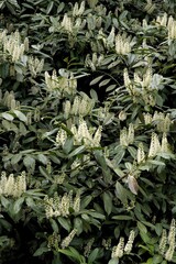 prunis Laurocerasus bush at spring - 784366937