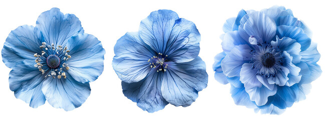 blue flowers isolated on transparent background	