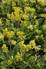 Yellow flowers of primrose - primula plant at spring - 784366970