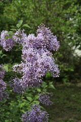 Clusters of fragrant flowers of lilac bush at spring - 784367127