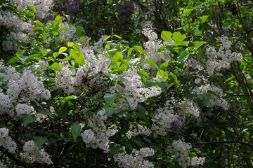 Clusters of fragrant flowers of lilac bush at spring