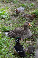 Graugans, Anser anser