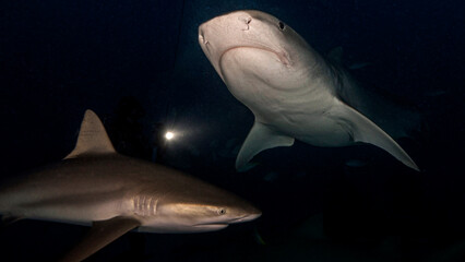 Tiger and Caribbean shark swim together at night