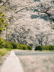 満開に咲く桜の道　春のソメイヨシノ　桜並木