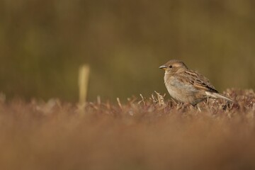 Selective focus shot of house sparrow (passer domesticus)
