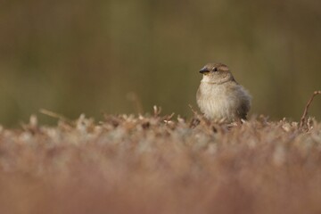 Selective focus shot of house sparrow (passer domesticus)