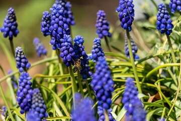 Selective focus shot of a bee on the Grape Hyacinth (Muscari armeniacum)