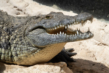 The crocodile opened its mouth in anticipation of prey