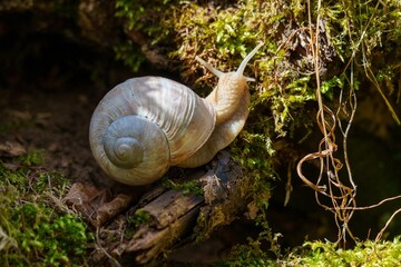 Closeup shot of a snail in the forest