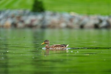 Single duck swimming in the river
