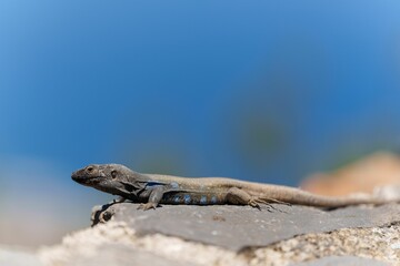 Gray lizard on a rock under the sun