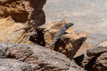 Gray lizard on a rock under the sun
